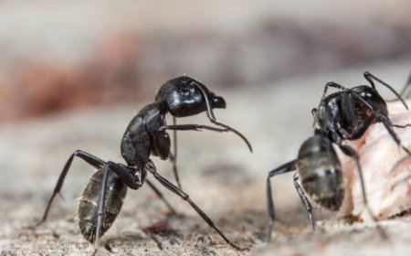 Complete Ant Inspection and Control Services Available Across Melbourne Suburbs