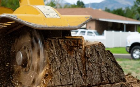 Stump Grinding: Everything You Need to Know