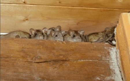 Are Rats Dangerous? Health Risks Every Perth Resident Should Know