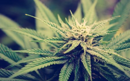 Cold Fire Cartridges Delivery in Anaheim: Premium Vapes at Your Doorstep