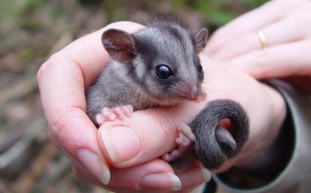 What Makes Professional Possum Removal Services So Effective in Melbourne?