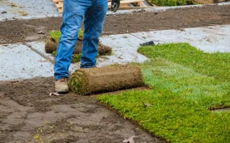 7 ways to keep your sod alive during summer heat