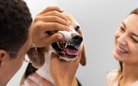Why Pet Dental Extractions Are Essential for Your Pet’s Health and Happiness