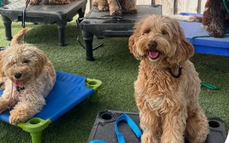 Why In-Person Dog Training Might Be the Breakthrough You and Your Dog Need