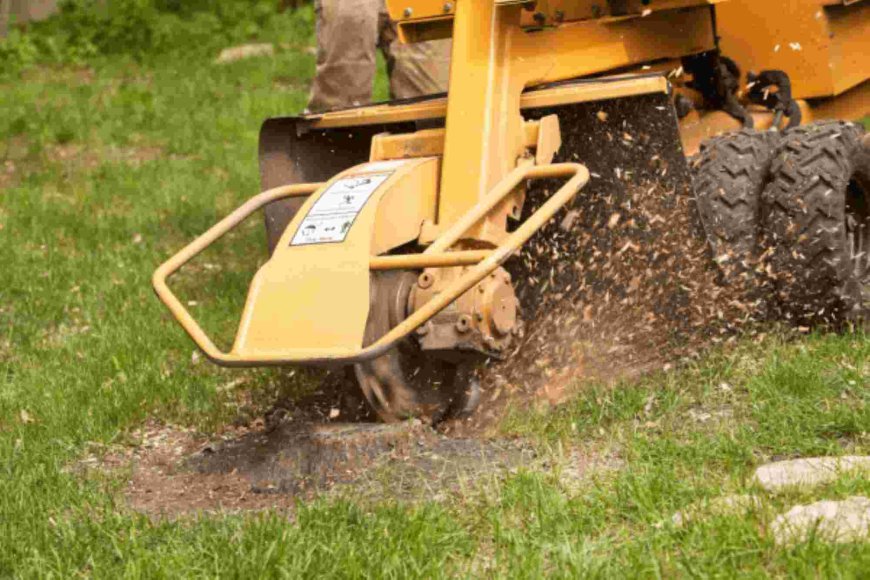 Stump Grinding: The Ultimate Guide to Removing Tree Stumps the Right Way