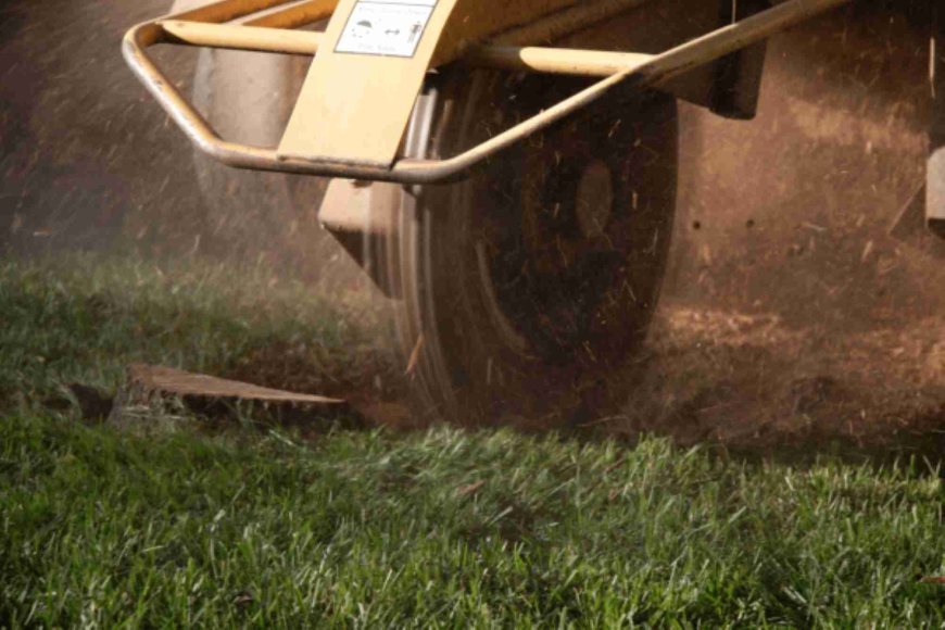Stump Grinding: The Complete Guide to Removing Tree Stumps Like a Pro