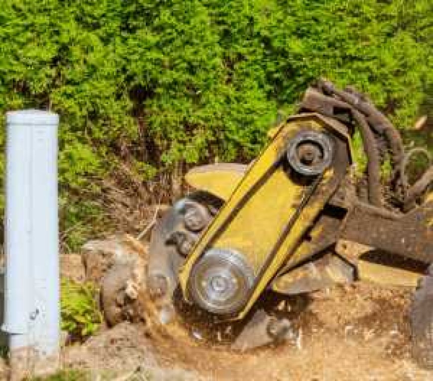 Stump Grinding: The Smart Way to Remove Tree Stumps From Your Yard