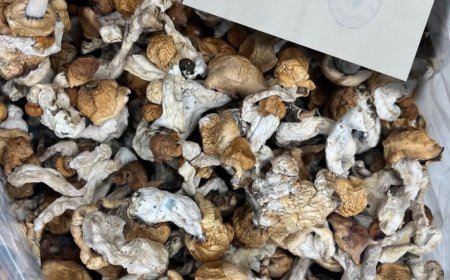 WHERE CAN ONE FIND MAGIC MUSHROOM IN UNITED KINGDOME