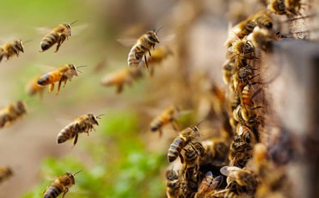 Eco-Friendly Pest Solutions You Can Trust