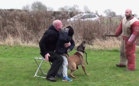 Choosing the Right Guardian: Family and Personal Protection Dogs for Sale