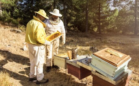 How to Safely Remove a Wasp Nest Without Getting Stung