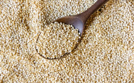 Buy Premium Quinoa Seeds in Pakistan | Eastern Food Industries
