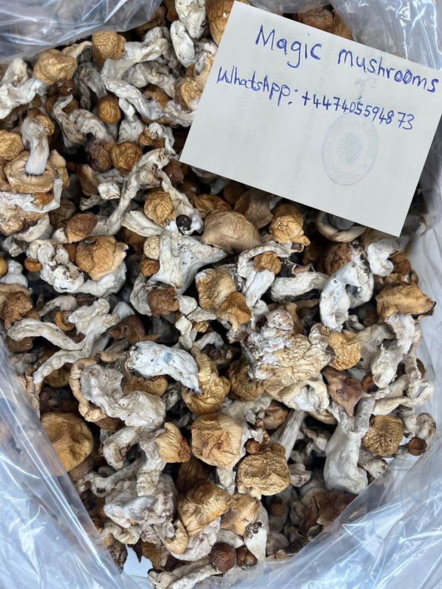 WHERE CAN ONE FIND MAGIC MUSHROOM IN UNITED KINGDOME